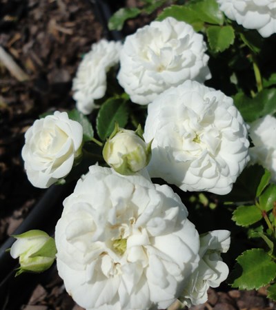 Rose White Drift®